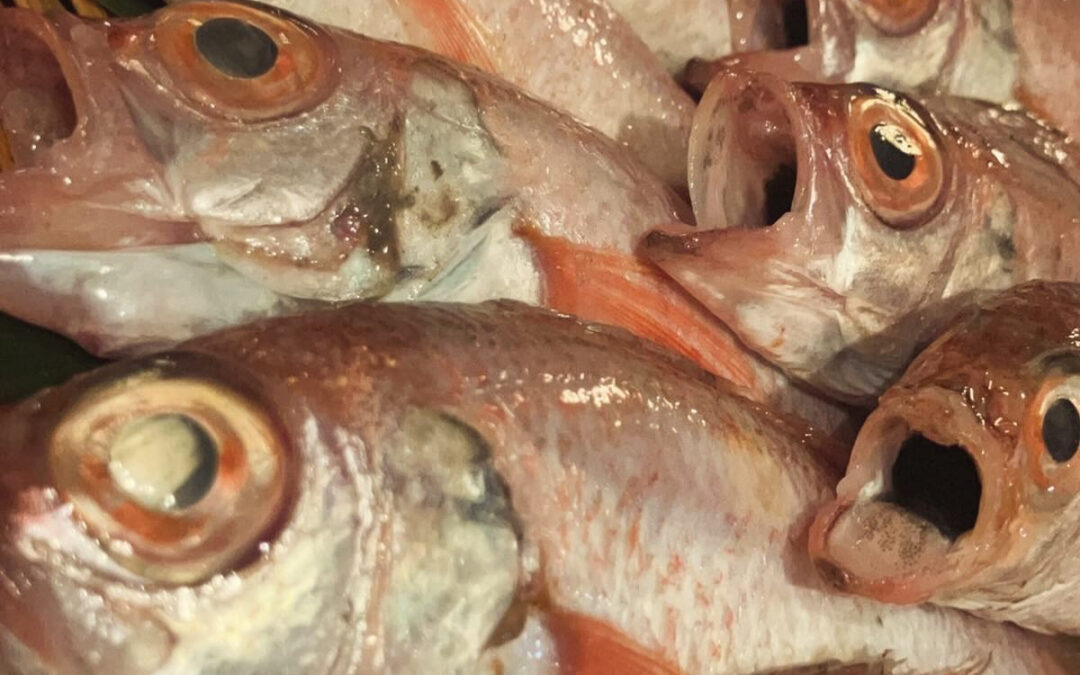 こんばんは魚丁天です