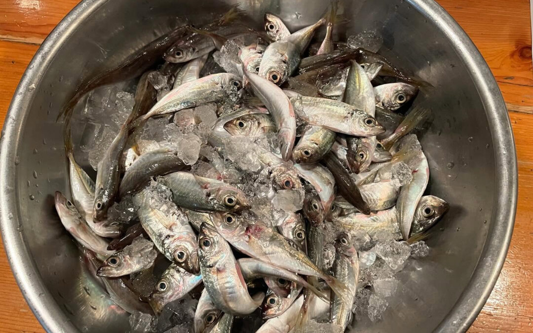 お世話になっております、魚丁天です