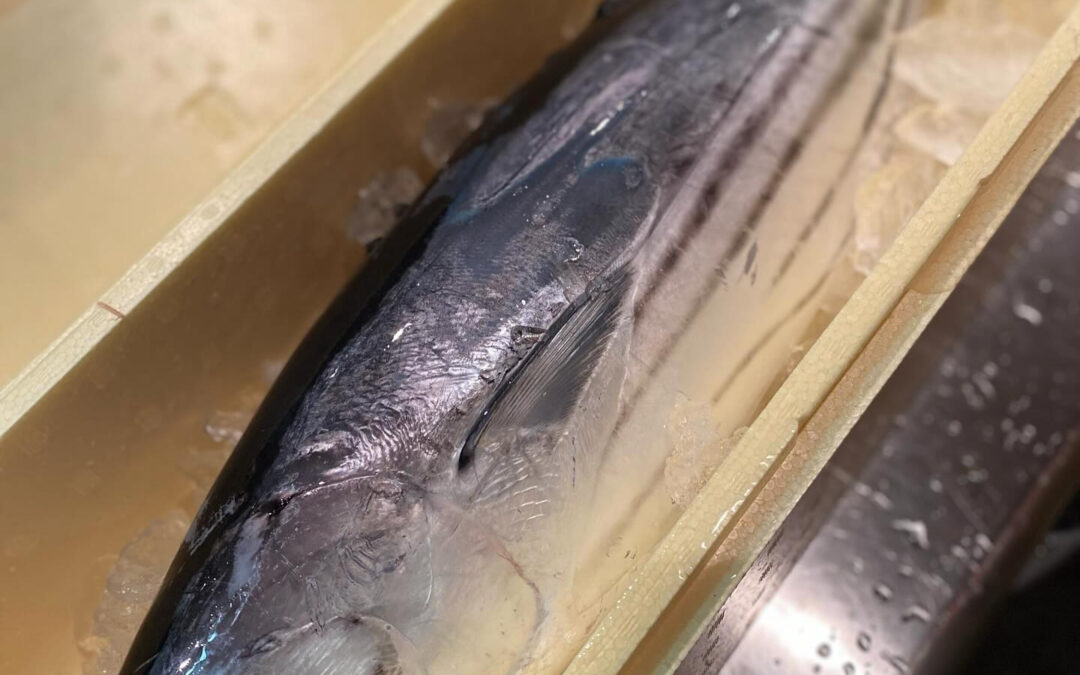 カツオが美味い‼️