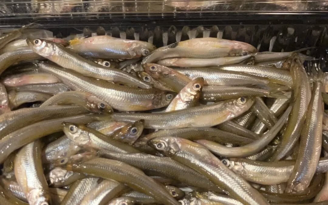 ☆宮城産 ワカサギの南蛮漬け☆